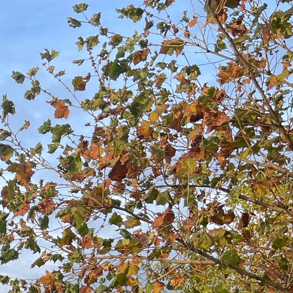 Astr the label long brown coat - Picture 2 of 9